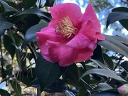 6th Nov 2023 - Camellia japonica