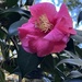 Camellia japonica by congaree