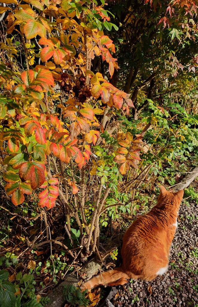 Shades of orange in the garden  by samcat