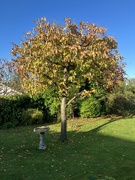 6th Nov 2023 - Autumn Colours 