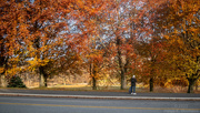 6th Nov 2023 - Fading autumn colours