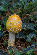 4th Nov 2023 - Wild Mushroom