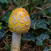 Wild Mushroom by lstasel