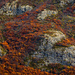 Quilt of Lenga on Mountainside by jyokota