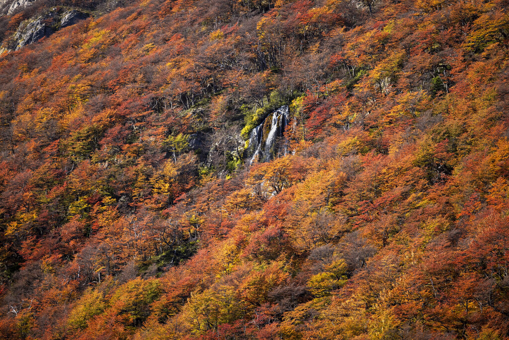 Waterfall Among the Lenga by jyokota