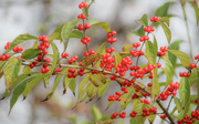 6th Nov 2023 - Red berries