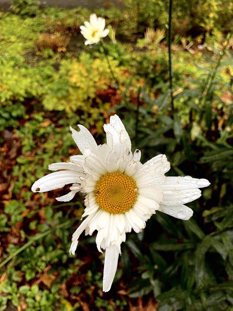 October daisy by daryavr