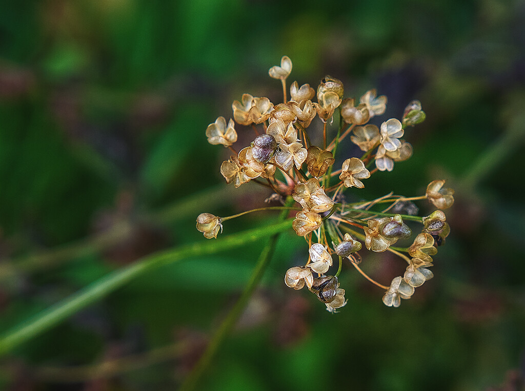 Garlic Chives - Gone to Seed by gardencat