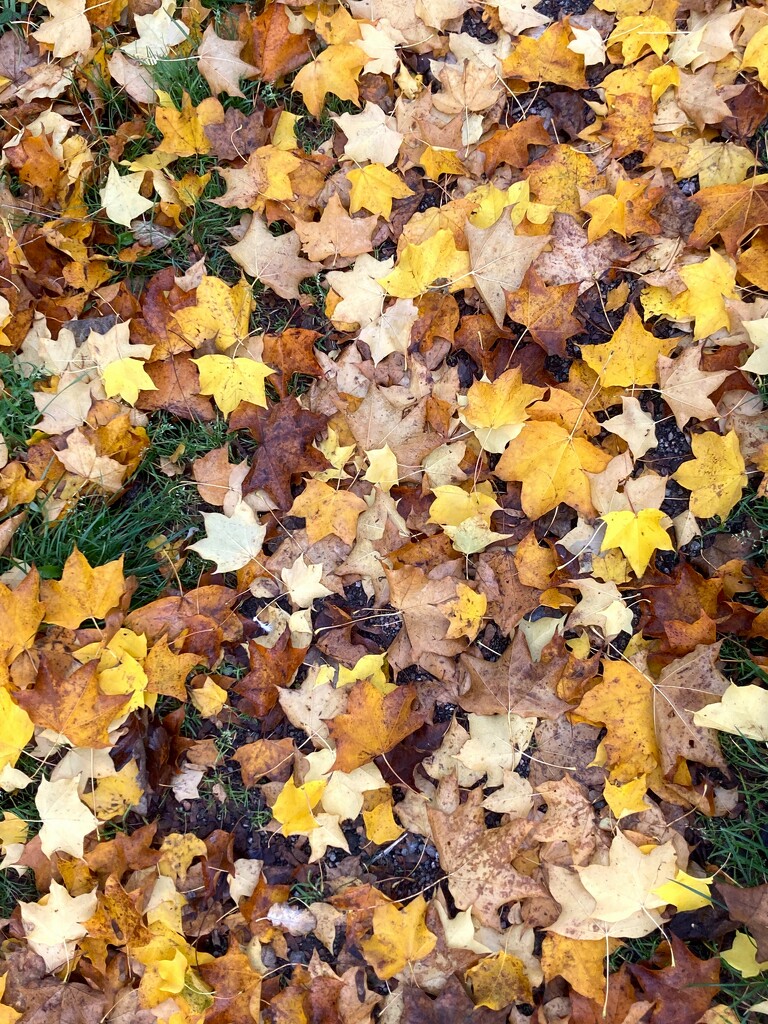 Nature's Autumn carpet by 365anne