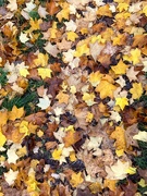 6th Nov 2023 - Nature's Autumn carpet