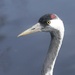 RED CROWNED CRANE