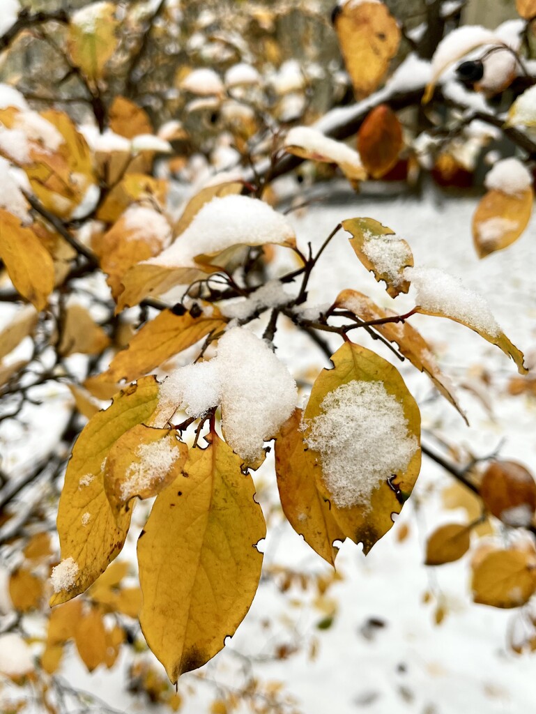 Winter in October by daryavr