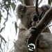 big new fella by koalagardens