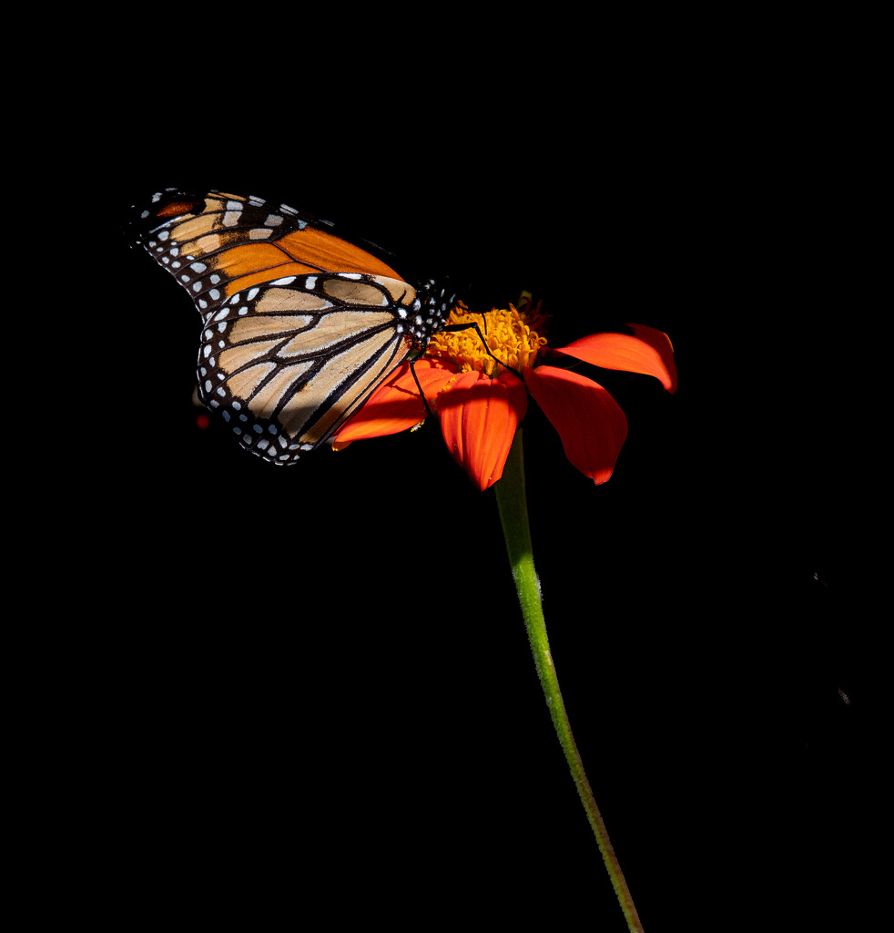 Monarch butterfly by mdaskin