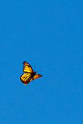 4th Nov 2023 - Another Monarch