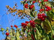 6th Nov 2023 - Berries