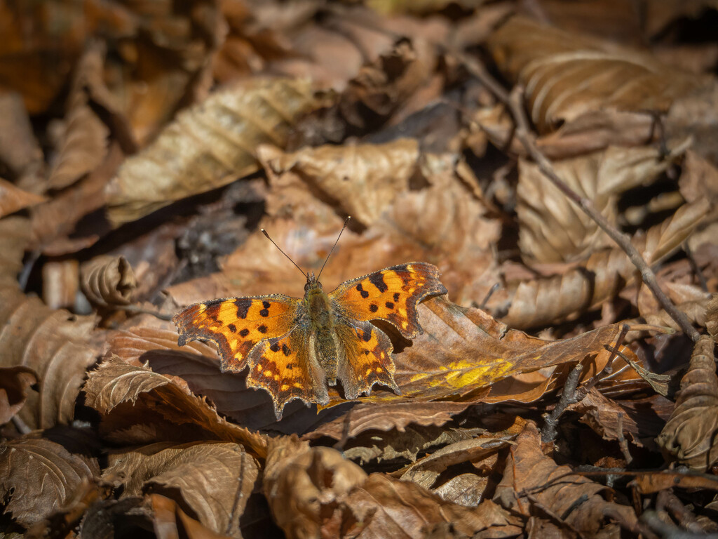 Autumn butterfly by haskar