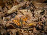 6th Nov 2023 - Autumn butterfly