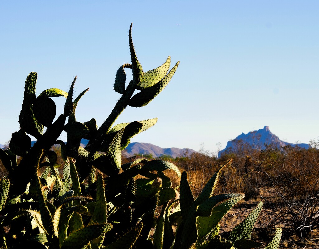 11 5 Cactus with Red Mountain  by sandlily