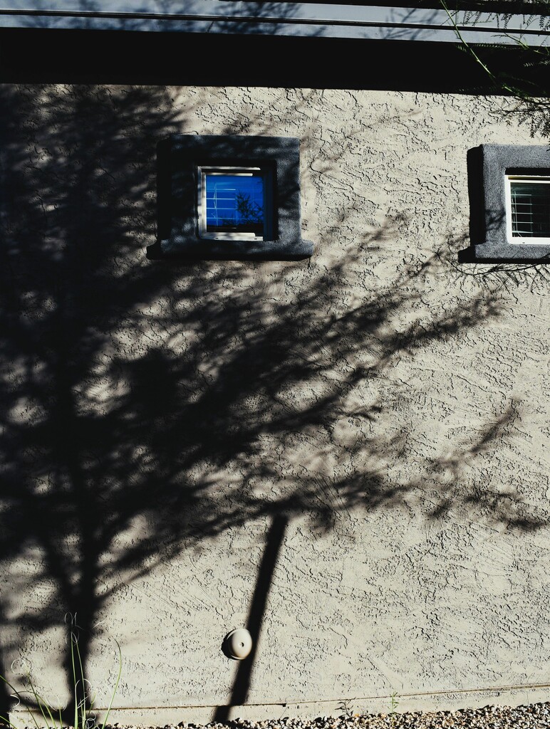 11 5 Tree shadow by sandlily
