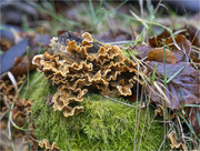 6th Nov 2023 - Bracket Fungi