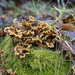 Bracket Fungi by pcoulson