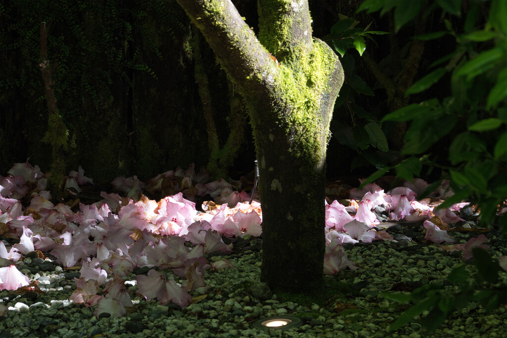 A blanket of blossoms by dkbarnett