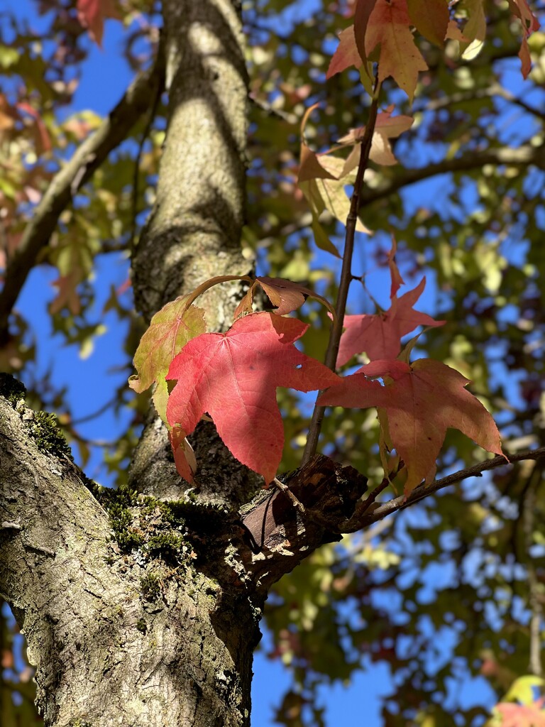 Weather - Autumn Sunshine  by rensala