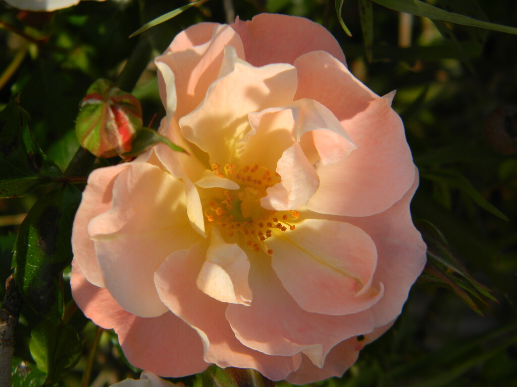 Peach Rose in Veterans Memorial Park  by sfeldphotos