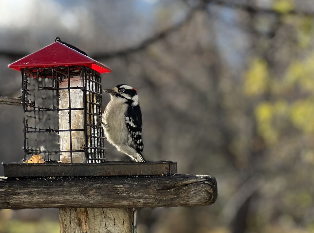 Downy Woodpecker  by radiogirl