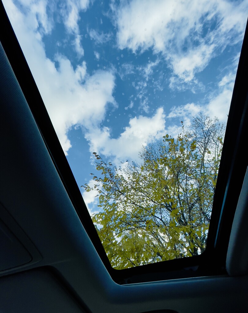 Blue skies and yellow leaves from my sunroof. by eahopp