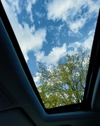 6th Nov 2023 - Blue skies and yellow leaves from my sunroof.