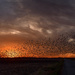 Kansas Sunset with Murmuration 11-6-23 by kareenking