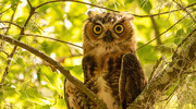 6th Nov 2023 - Great Horned Owl Baby!