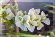 7th Nov 2023 - Budding Bougainvillea