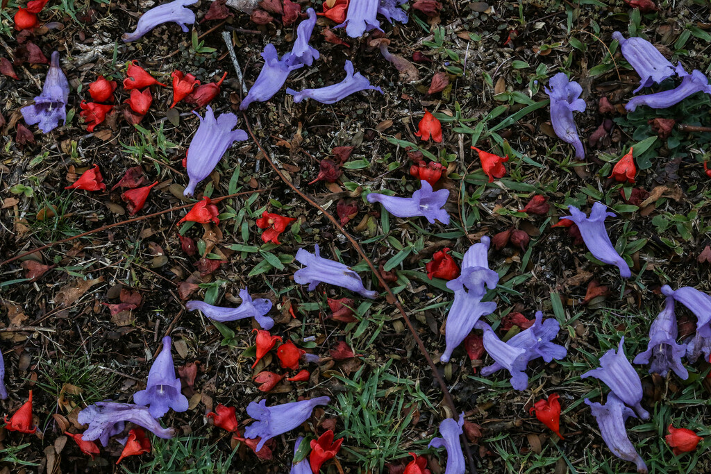 Pattern: carpet of flowers by jeneurell
