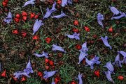 7th Nov 2023 - Pattern: carpet of flowers
