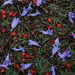 Pattern: carpet of flowers