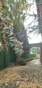 1st Nov 2023 - Red Berry Branch Before Gate