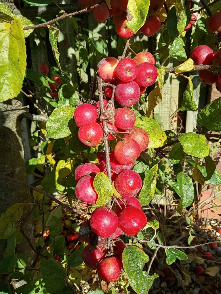 Crab apples by 365projectorgjoworboys