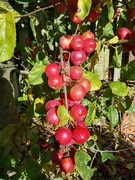 7th Nov 2023 - Crab apples