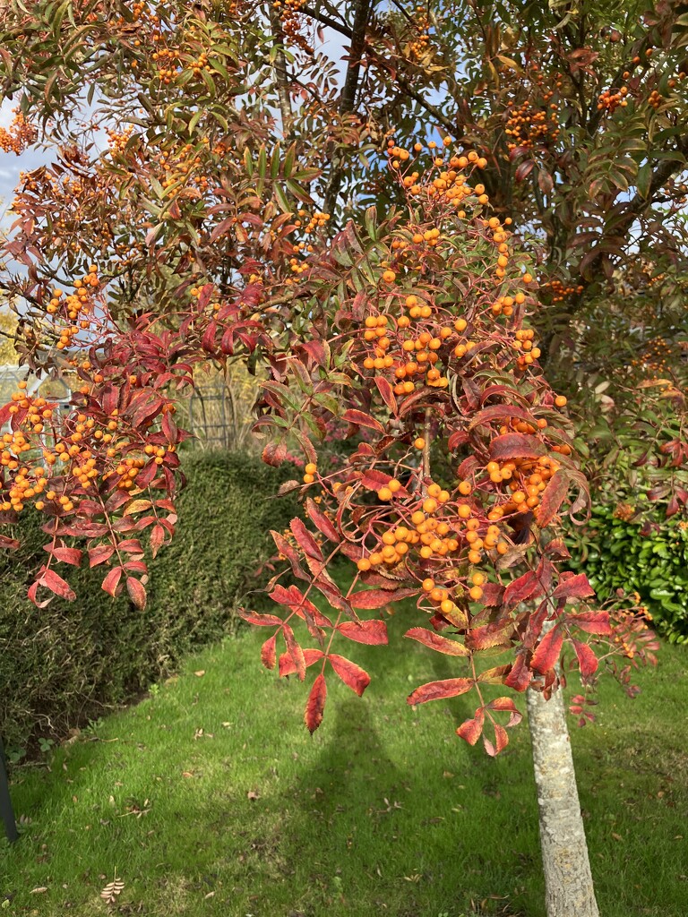 Enjoying Autumn Colours  by foxes37