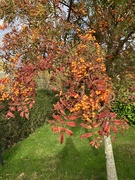 7th Nov 2023 - Enjoying Autumn Colours 