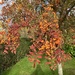 Enjoying Autumn Colours  by foxes37