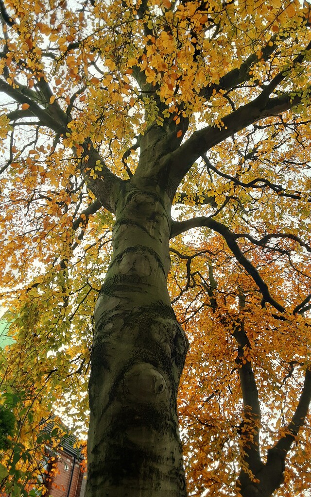Autumn colours on the Beech tree.  by grace55