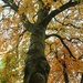 Autumn colours on the Beech tree.  by grace55