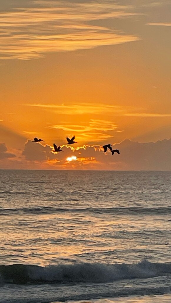 Pelican Dance with the Sunrise  by wilkinscd