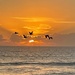 Pelican Dance with the Sunrise  by wilkinscd