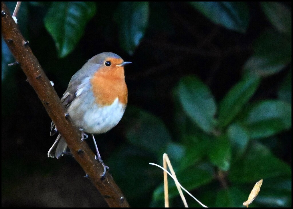 A lovely little robin by rosiekind