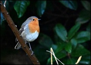 7th Nov 2023 - A lovely little robin